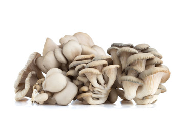 Oyster mushrooms on a white background. Fresh oyster mushrooms close-up on a white background.