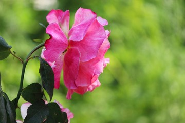 Obraz premium pink color beautiful rose wallpaper and background