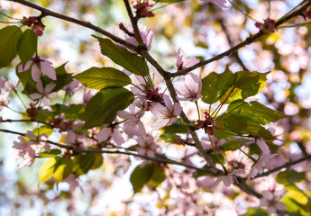 Cherry tree blossom, Kirsikkapuisto (Cherry Tree Park) in Roihuvuori, Helsinki, Finland