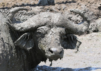 buffalo in the mud