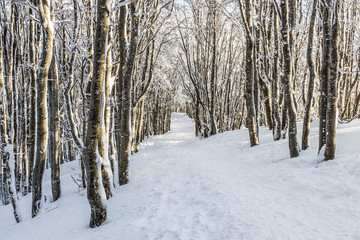 Parco Nazionale delle Foreste Casentinesi, Italy