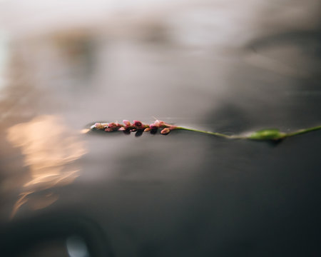 pink smartweed in water ripples