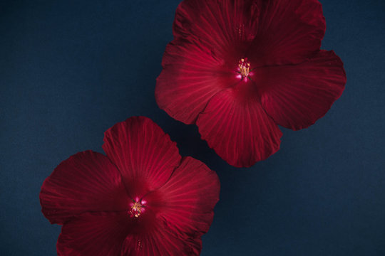 Red Hibiscus Asymmetrical Abstract