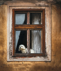 dog in window