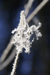 Makro Aufnahmen von gefrorenen Blättern mit Frost