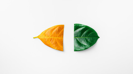 half of a green and brown dry leaves on white background. - season concept.