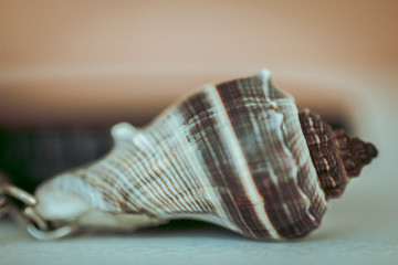 shell 