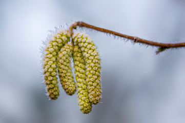 colored autumn leaves in nature