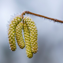 colored autumn leaves in nature