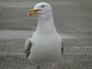 Fototapeta premium gaviota primer plano