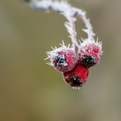 colored autumn leaves in nature