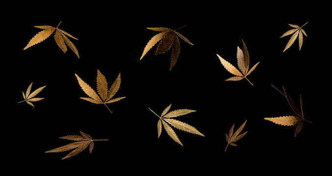 Abstract banner golden leaves cannabis marijuana fly on black background in minimal branding creative trend, legalization medical hemp. Minimalist product mockups