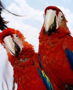 Low angle portrait of two scarlet macaws