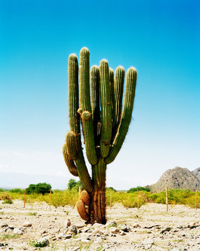 Large saguaro cactus growing in desert