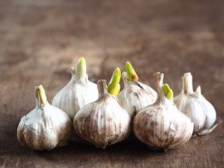 Sprouted white garlic on an old textured wooden table. Ready for planting in the ground. Rural spring work.