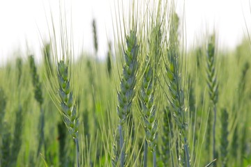 beautiful wheat farm image and wallpaper,blur