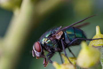 Macro einer Goldfliege auf einem Blatt