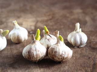 Sprouted white garlic on an old textured wooden table. Ready for planting in the ground. Rural spring work.