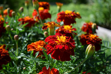 Obraz na płótnie Canvas Red marigold flowers in the garden on a sunny day