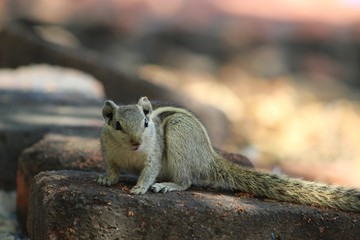 beautiful squirrel baby wallpaper and background