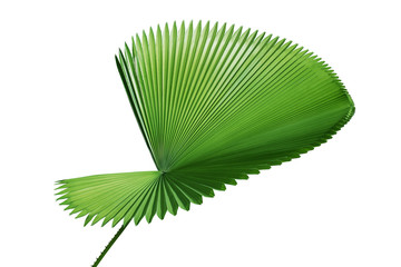 Exotic Tropical Palm Leaf Isolated on White Background