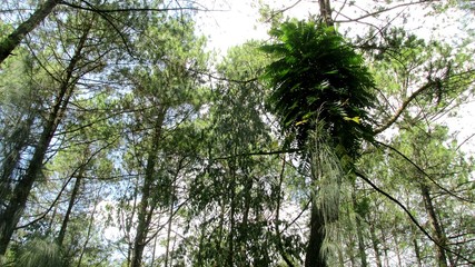 beautiful natural scenery on the hill looks high and big trees in the wind