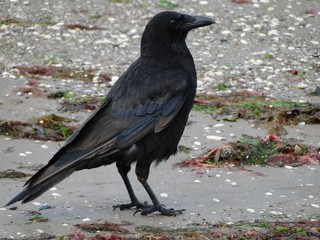 Cuervo en la playa