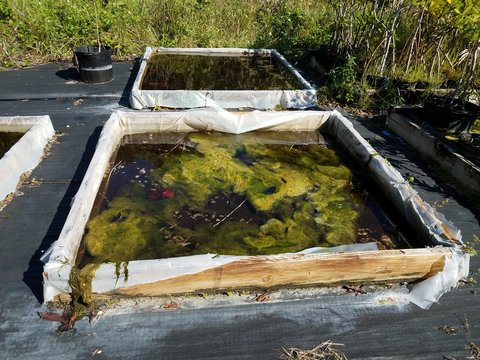 square container with thick green algae and water