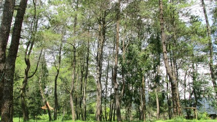 Obraz premium beautiful natural scenery on the hill looks high and big trees in the wind