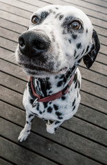 dalmatian dog begging for food
