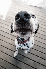 dalmatian dog begging for food