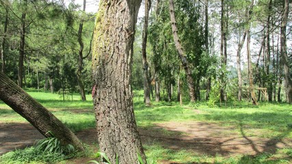 beautiful natural scenery on the hill looks high and big trees in the wind