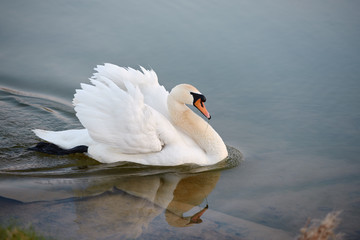 Naklejka premium Single white swan on the lake, copy space. Swan bird outdoors. Goose