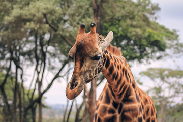 Girafa en Kenia
