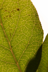 close up of leaf