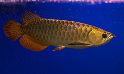 Arowana is sometimes called as dragon fish because it has scales that is colorful.