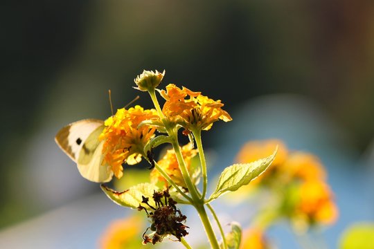 Kohnwei&szlig;ling an gelber Bl&uuml;te