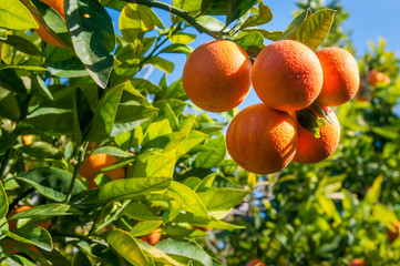 Tarocco oranges on tree against a blue sky during harvest season