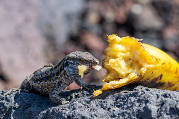 La Palma wall lizards (gallotia galloti palmae) with a mouthful of discarded banana on volcanic rock. The male lizard has light blue coloring under neck. La Palma Island, Canaries, Spain