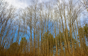 Early spring in the forest. A leafless grove against a blue sky. Anticipation of spring and warmth.