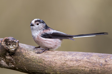 Long Tailed Tit Perched