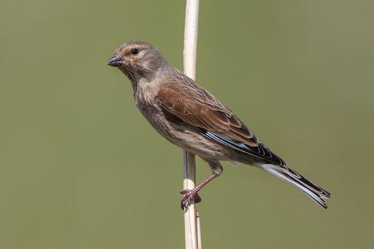 Linnet Perched on Reed