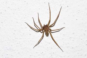 Specimen of violin spider within the home walls