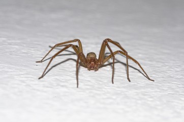 Specimen of violin spider within the home walls