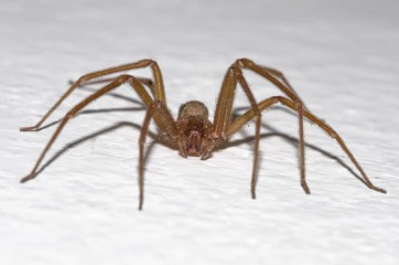 Specimen of violin spider within the home walls