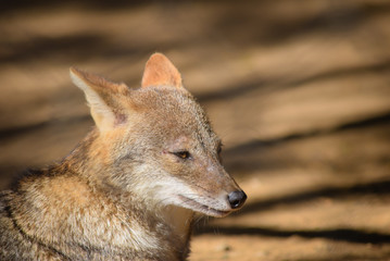 portrait of red fox