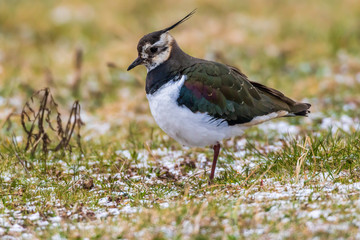 Lapwing (Vanellus vanellus)