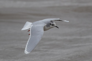 Little Gull Flying