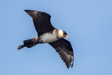 Pomarine Skua Flying