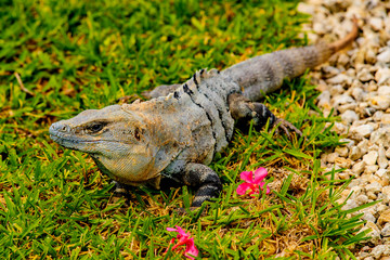 Flower Iguana